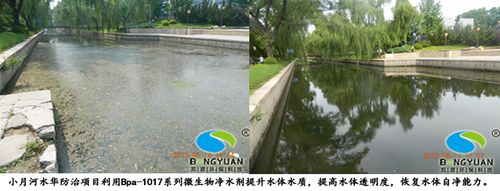 邦源環(huán)保水華防治項(xiàng)目利用bpa-1017系列微生物凈水劑治理效果圖